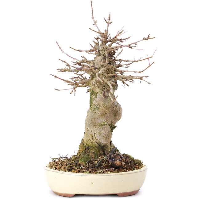 Acer buergerianum, 18 cm, ± 35 jaar oud, met een nebari van 8 cm