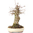 Acer buergerianum, 18 cm, ± 35 years old, with a nebari of 8 cm