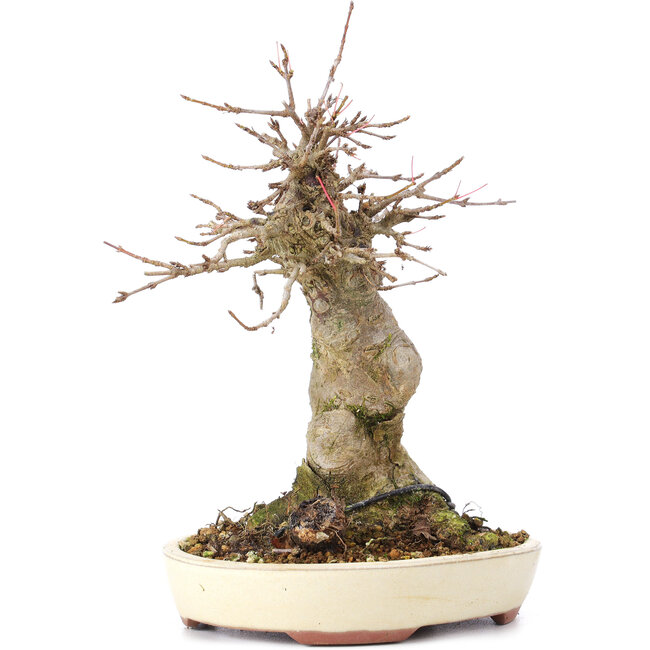 Acer buergerianum, 18 cm, ± 35 jaar oud, met een nebari van 8 cm