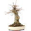 Acer buergerianum, 18 cm, ± 35 años, con un nebari de 8 cm
