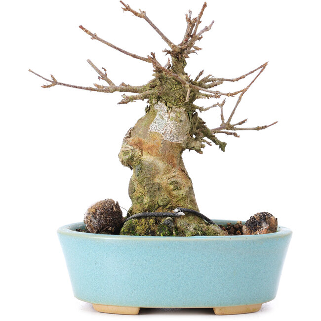 Acer buergerianum, 13 cm, ± 35 ans, avec un nebari de 7 cm