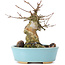 Acer buergerianum, 13 cm, ± 35 anni, con un nebari di 7 cm