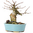 Acer buergerianum, 13 cm, ± 35 anni, con un nebari di 7 cm