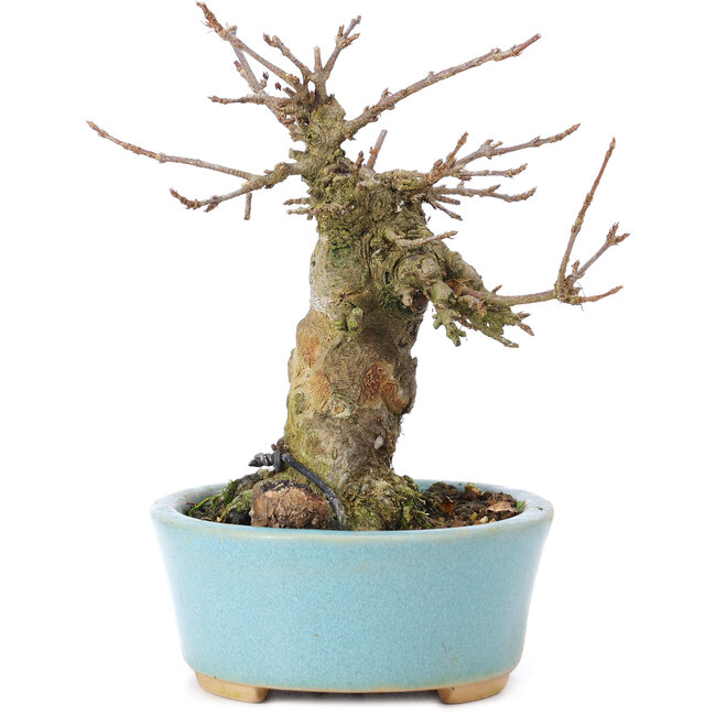 Acer buergerianum, 13 cm, ± 35 Jahre alt, mit einem Nebari von 7 cm