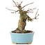Acer buergerianum, 13 cm, ± 35 anni, con un nebari di 7 cm