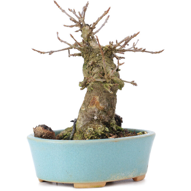 Acer buergerianum, 13 cm, ± 35 anni, con un nebari di 7 cm