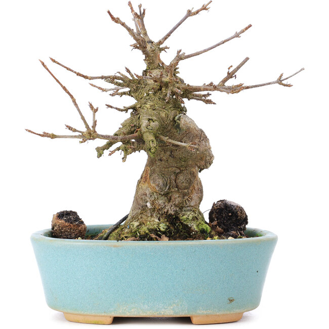 Acer buergerianum, 13 cm, ± 35 anni, con un nebari di 7 cm