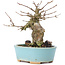 Acer buergerianum, 13 cm, ± 35 anni, con un nebari di 7 cm