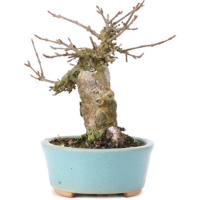 Acer buergerianum, 13 cm, ± 35 jaar oud, met een nebari van 7 cm