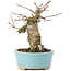 Acer buergerianum, 13 cm, ± 35 anni, con un nebari di 7 cm