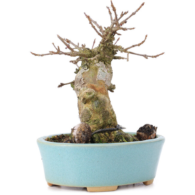 Acer buergerianum, 13 cm, ± 35 anni, con un nebari di 7 cm