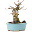 Acer buergerianum, 13 cm, ± 35 ans, avec un nebari de 7 cm