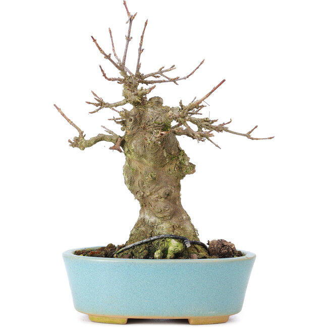 Acer buergerianum, 17 cm, ± 35 ans, avec un nebari de 7 cm