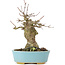 Acer buergerianum, 17 cm, ± 35 años, con un nebari de 7 cm