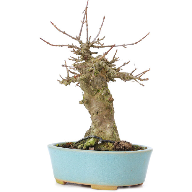 Acer buergerianum, 17 cm, ± 35 ans, avec un nebari de 7 cm