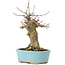 Acer buergerianum, 17 cm, ± 35 jaar oud, met een nebari van 7 cm
