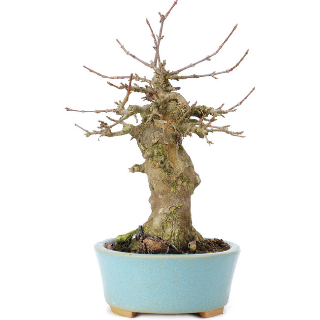 Acer buergerianum, 17 cm, ± 35 years old, with a nebari of 7 cm