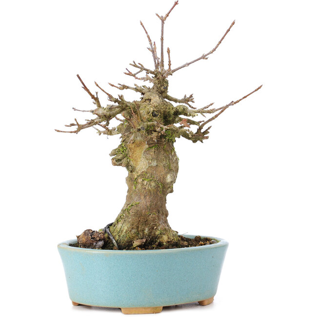 Acer buergerianum, 17 cm, ± 35 ans, avec un nebari de 7 cm