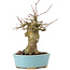 Acer buergerianum, 17 cm, ± 35 ans, avec un nebari de 7 cm