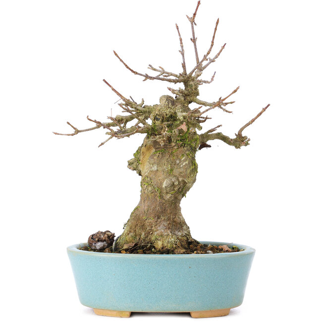 Acer buergerianum, 17 cm, ± 35 years old, with a nebari of 7 cm