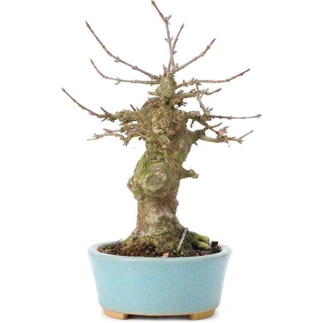 Acer buergerianum, 17 cm, ± 35 ans, avec un nebari de 7 cm