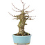 Acer buergerianum, 17 cm, ± 35 años, con un nebari de 7 cm