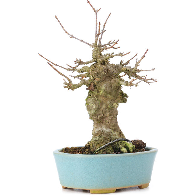Acer buergerianum, 17 cm, ± 35 years old, with a nebari of 7 cm