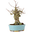 Acer buergerianum, 17 cm, ± 35 años, con un nebari de 7 cm