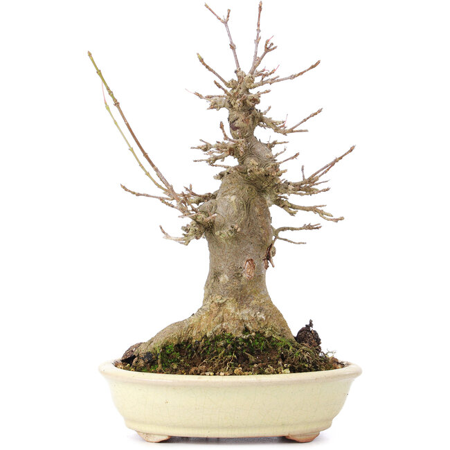 Acer buergerianum, 20 cm, ± 35 ans, avec un nebari de 10 cm