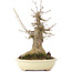 Acer buergerianum, 20 cm, ± 35 years old, with a nebari of 10 cm
