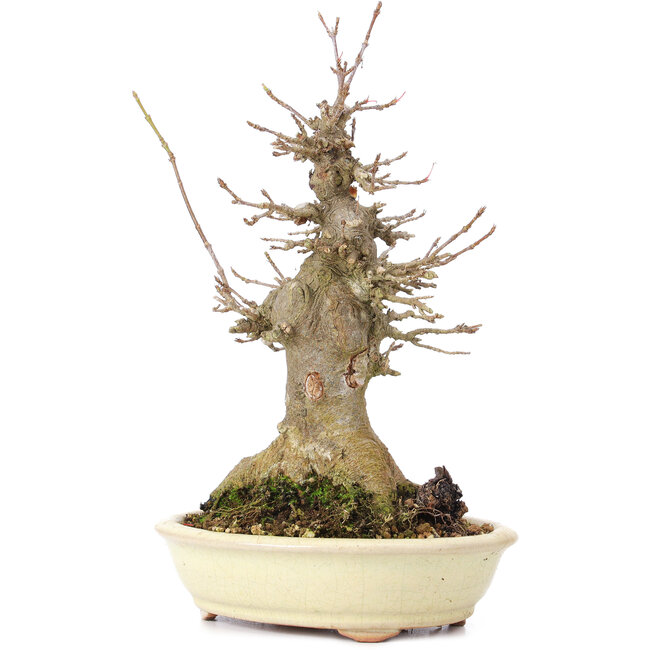 Acer buergerianum, 20 cm, ± 35 jaar oud, met een nebari van 10 cm
