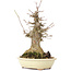 Acer buergerianum, 20 cm, ± 35 years old, with a nebari of 10 cm
