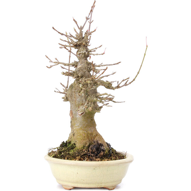 Acer buergerianum, 20 cm, ± 35 years old, with a nebari of 10 cm