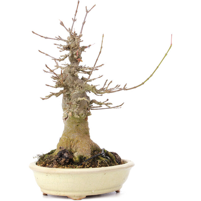 Acer buergerianum, 20 cm, ± 35 jaar oud, met een nebari van 10 cm