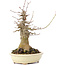Acer buergerianum, 20 cm, ± 35 años, con un nebari de 10 cm
