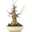 Acer buergerianum, 20 cm, ± 35 years old, with a nebari of 10 cm