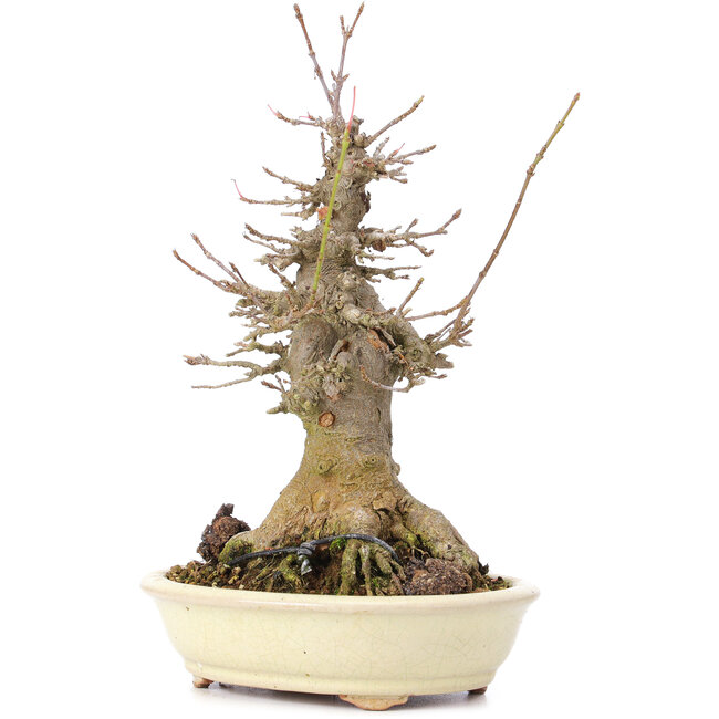 Acer buergerianum, 20 cm, ± 35 ans, avec un nebari de 10 cm