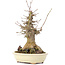 Acer buergerianum, 20 cm, ± 35 años, con un nebari de 10 cm