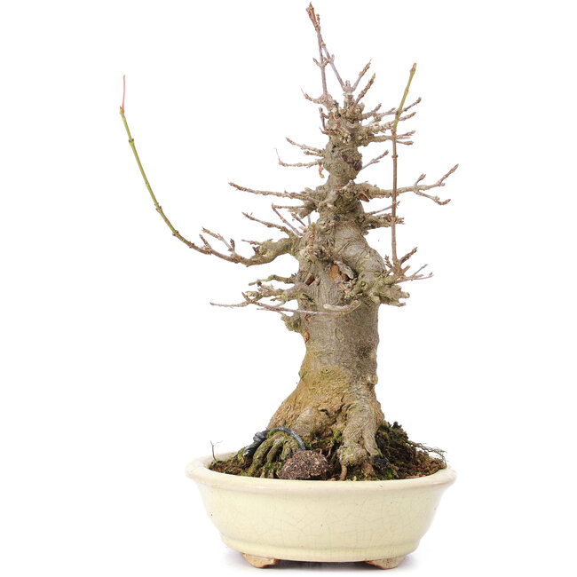 Acer buergerianum, 20 cm, ± 35 years old, with a nebari of 10 cm