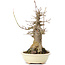 Acer buergerianum, 20 cm, ± 35 años, con un nebari de 10 cm