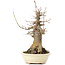 Acer buergerianum, 20 cm, ± 35 years old, with a nebari of 10 cm
