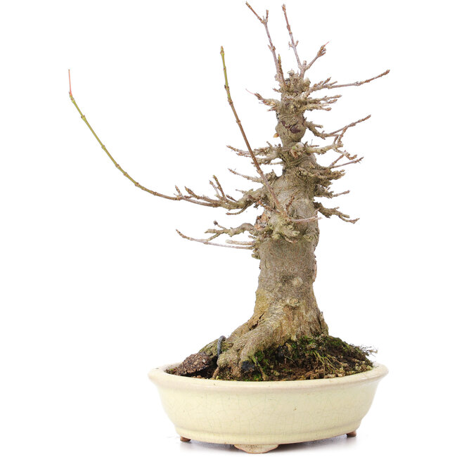 Acer buergerianum, 20 cm, ± 35 ans, avec un nebari de 10 cm