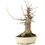 Acer buergerianum, 20 cm, ± 35 ans, avec un nebari de 10 cm