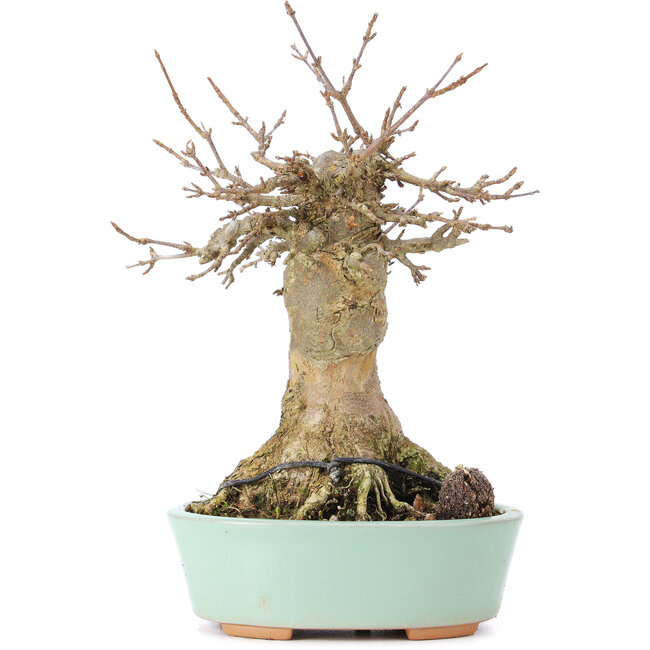 Acer buergerianum, 18 cm, ± 35 jaar oud, met een nebari van 9 cm