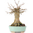 Acer buergerianum, 18 cm, ± 35 years old, with a nebari of 9 cm