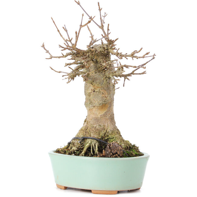 Acer buergerianum, 18 cm, ± 35 jaar oud, met een nebari van 9 cm