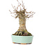 Acer buergerianum, 18 cm, ± 35 years old, with a nebari of 9 cm