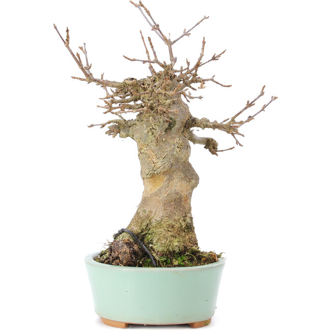 Acer buergerianum, 18 cm, ± 35 anni, con un nebari di 9 cm