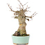 Acer buergerianum, 18 cm, ± 35 años, con un nebari de 9 cm