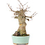 Acer buergerianum, 18 cm, ± 35 years old, with a nebari of 9 cm